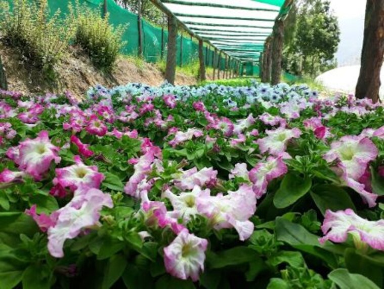 Royal Botanical Garden_4